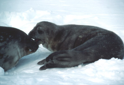 Weddell Seal Mother pup 10