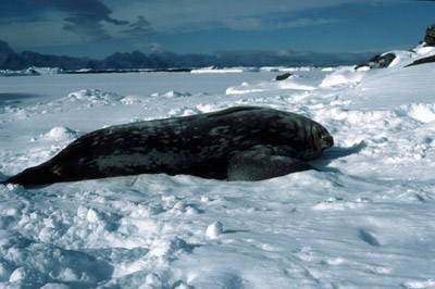 Weddell Seal Mother pup 11