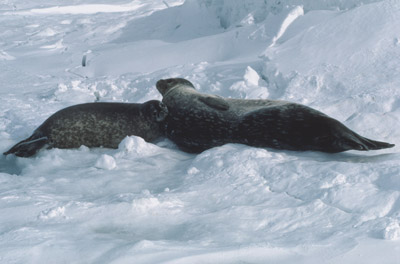 Weddell Seal Mother pup 12