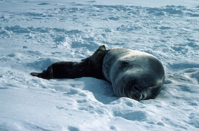 Weddell Seal Mother pup 13