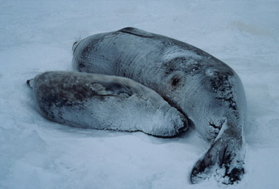 Weddell Seal Mother pup 14