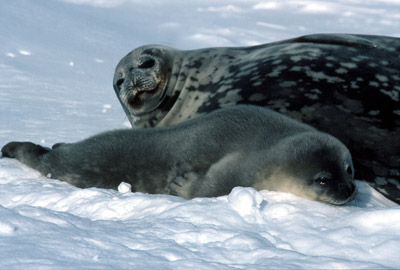Weddell Seal Mother pup 15