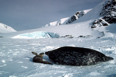 Weddell Seal Mother pup 16