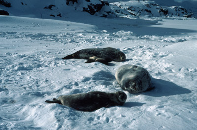 Weddell Seal Mother pup 17