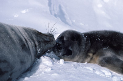 Weddell Seal Mother pup 18