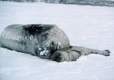 Weddell Seal Mother pup 2