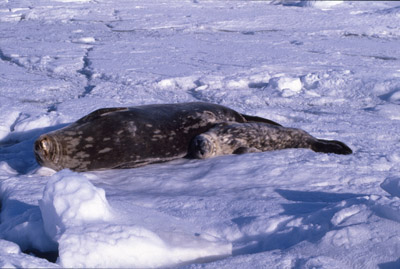 Weddell Seal Mother pup 21