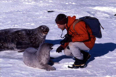 Weddell Seal Mother pup 22