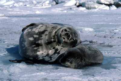 Weddell Seal Mother pup 23