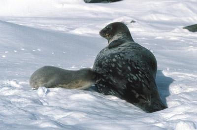Weddell Seal Mother pup 24