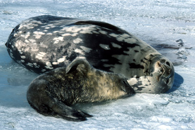 Weddell Seal Mother pup 25