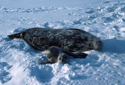 Weddell Seal Mother pup 26