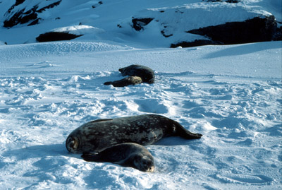 Weddell Seal Mother pup 27