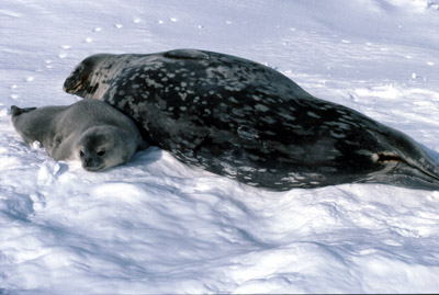 Weddell Seal Mother pup 28