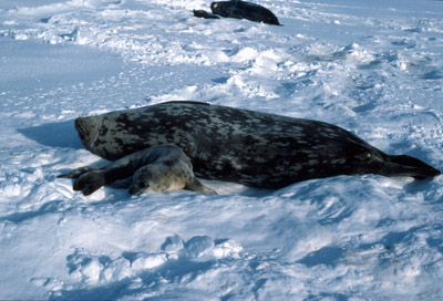 Weddell Seal Mother pup 31