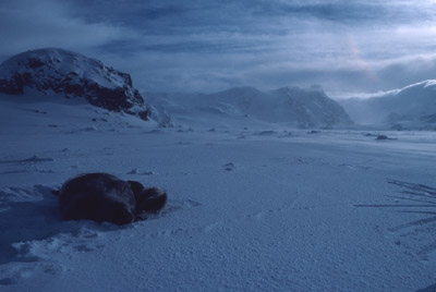 Weddell Seal Mother pup 35