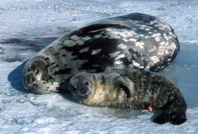 Weddell Seal Mother pup 37