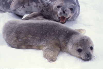 Weddell Seal Mother pup 41