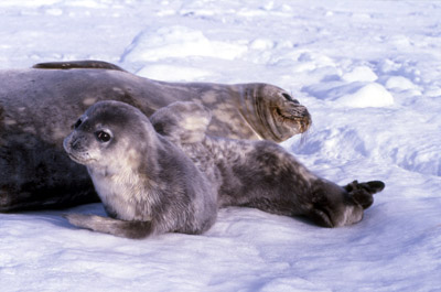 Weddell Seal Mother pup 46