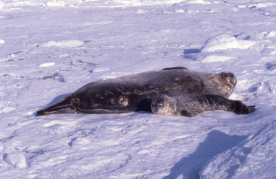 Weddell Seal Mother pup 47