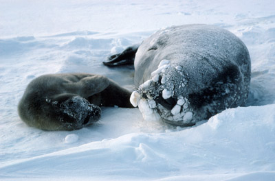 Weddell Seal Mother pup 7