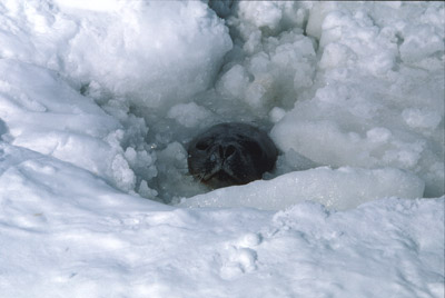 Weddell Seal Swim 9