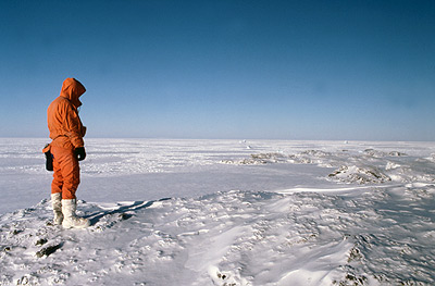 Adelie penguin