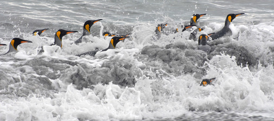 King penguins in the sea, South Georgia