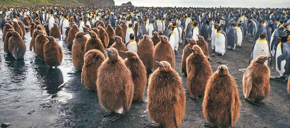 King penguins on South Georgia