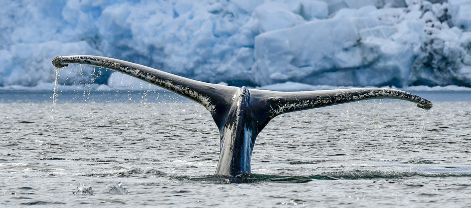 whale tail