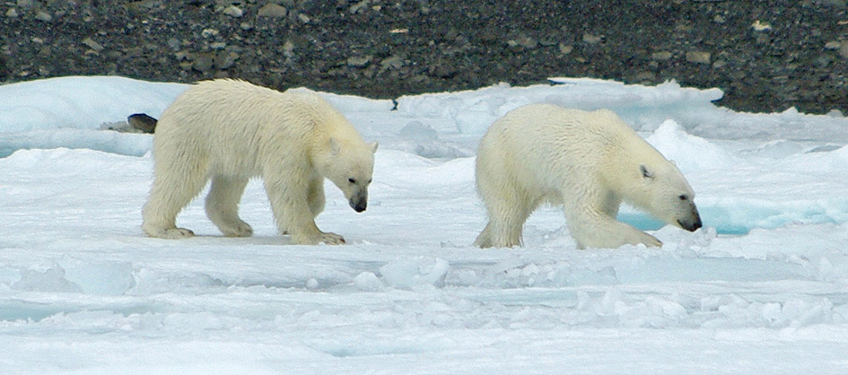 holiday in the arctic