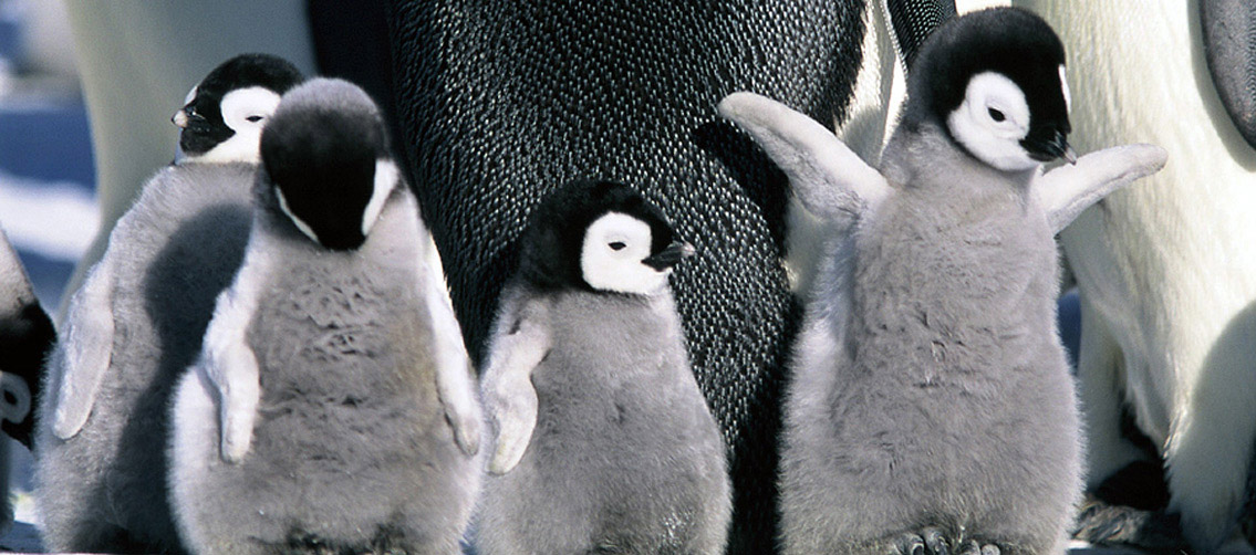 Cool Antarctica, pictures of Antarctica, facts and travel guide Cool Antarctica, pictures of Antarctica, facts and travel guide