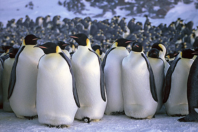 Adelie penguin