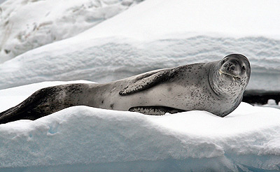 Leopard seal