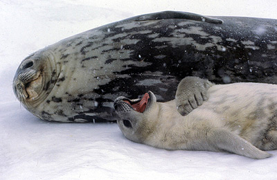 Weddell Seal, mother and pup