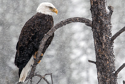 bald eagle