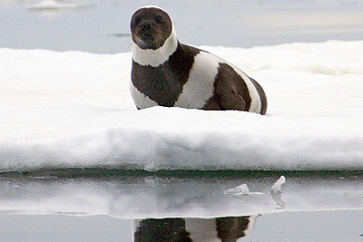Male ribbon seal