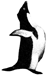 Adelie penguin