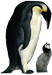 Emperor penguin