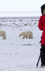 Land Based Polar Bear and Narwhal Watching in Canada