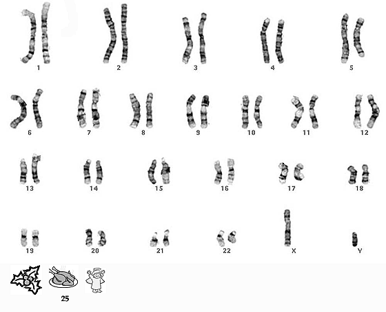 Santa's chromosomes being well behaved and lining up with their homologues
